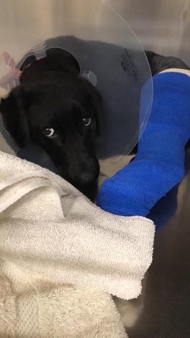 photo of dog in cast or recovering from injury